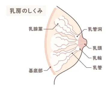 乳房のしくみ